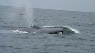 How military sonar may be harming endangered blue whales